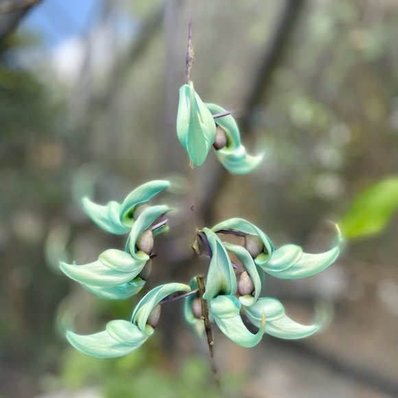 Meet your Posher, CharLee - Picture 6 of 10